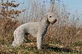 BEDLINGTON TERRIER 151
